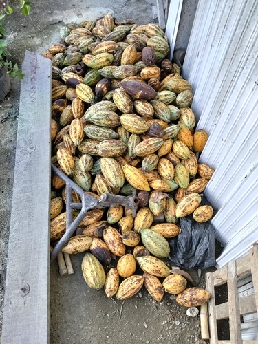 Theobroma cacao