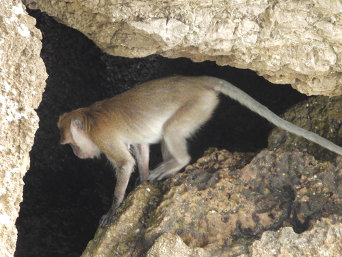 Long-tailed Macaque