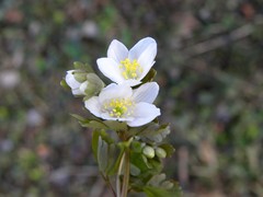 Isopyrum thalictroides