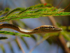 Oxybelis potosiensis