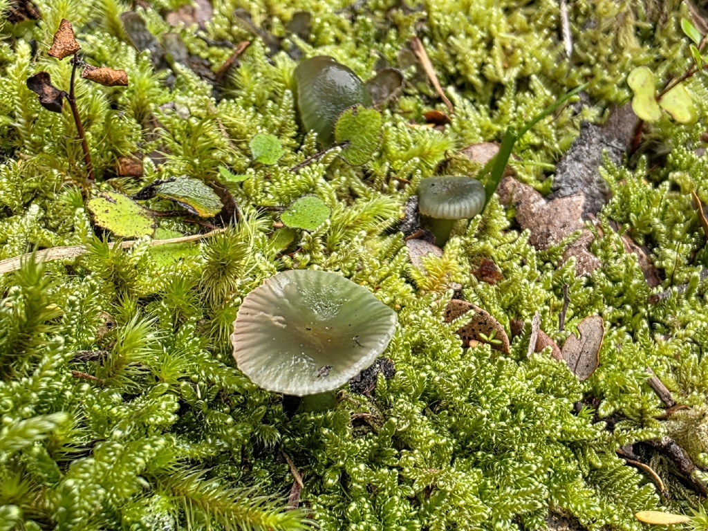 Gliophorus graminicolor · March 2026 · photo: © nicnation (iNaturalist, cc-by)
