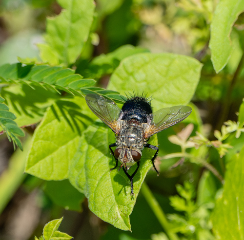 Unknown species found near Corp Woods Nature Sanctuary, Galveston, TX, USA