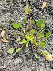 Ranunculus bonariensis