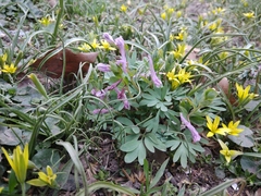 Corydalis tarkiensis