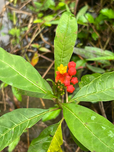 Asclepias curassavica observed 2026-03-17