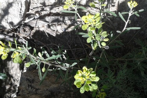 Fkax-leaf alyssum (Meniocus linifolius)