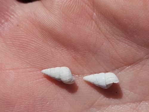 Cochlicella acuta