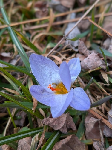 Crocus biflorus, photograph 2