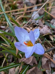 Crocus biflorus, photograph (c) Franco Folini, some rights reserved (CC BY)