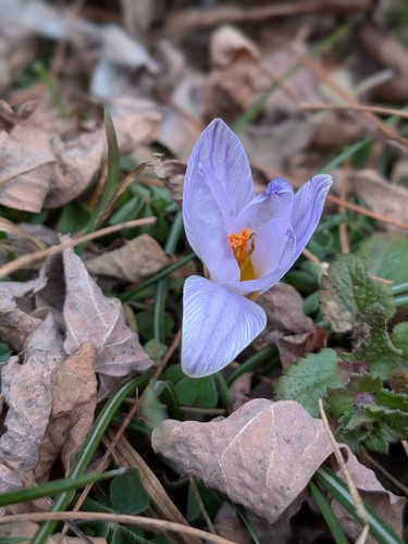 Crocus biflorus