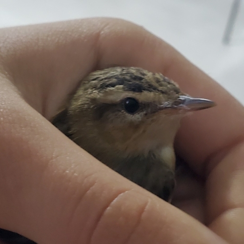 Sedge Warbler