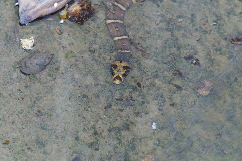 Jack's Water Snake