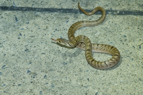 Small-banded Kukri Snake