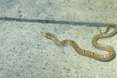 Small-banded Kukri Snake