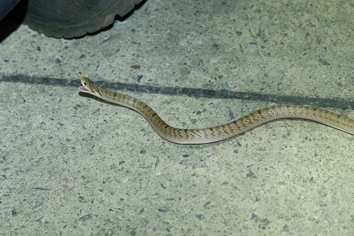 Small-banded Kukri Snake