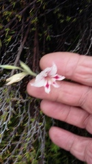 Gladiolus nigromontanus