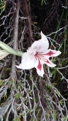 Gladiolus nigromontanus