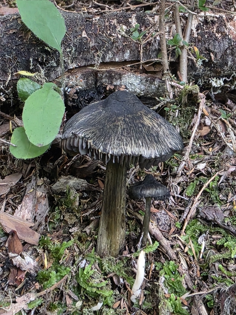 Hygrocybe astatogala · March 2026 · photo: © nicnation (iNaturalist, cc-by)