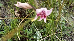 Gladiolus nigromontanus