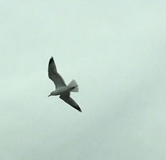 Larus
