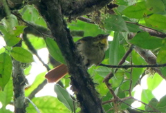 Anabacerthia striaticollis