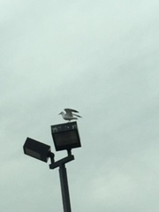 Larus