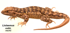 Liolaemus rothi