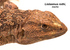 Liolaemus rothi