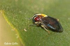 Eusceloidia v-nigrum