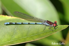 Argia joergenseni