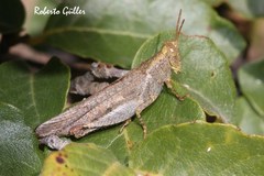 Abracris dilecta