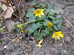 Ficaria verna calthifolia