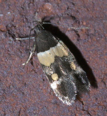 Triclonella determinatella