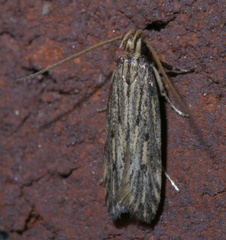 Spinitibia hodgesi