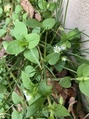 Stellaria media