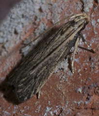Spinitibia hodgesi