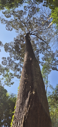 Shorea leprosula observed 2026-03-18