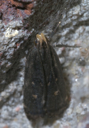 Orange-dotted Dichomeris Moth photo 3