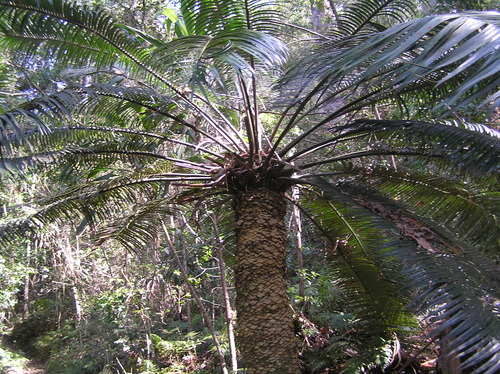 Lepidozamia peroffskyana, photograph 2