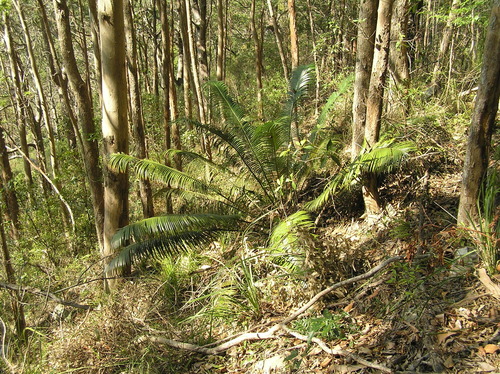 Lepidozamia peroffskyana, photograph 1