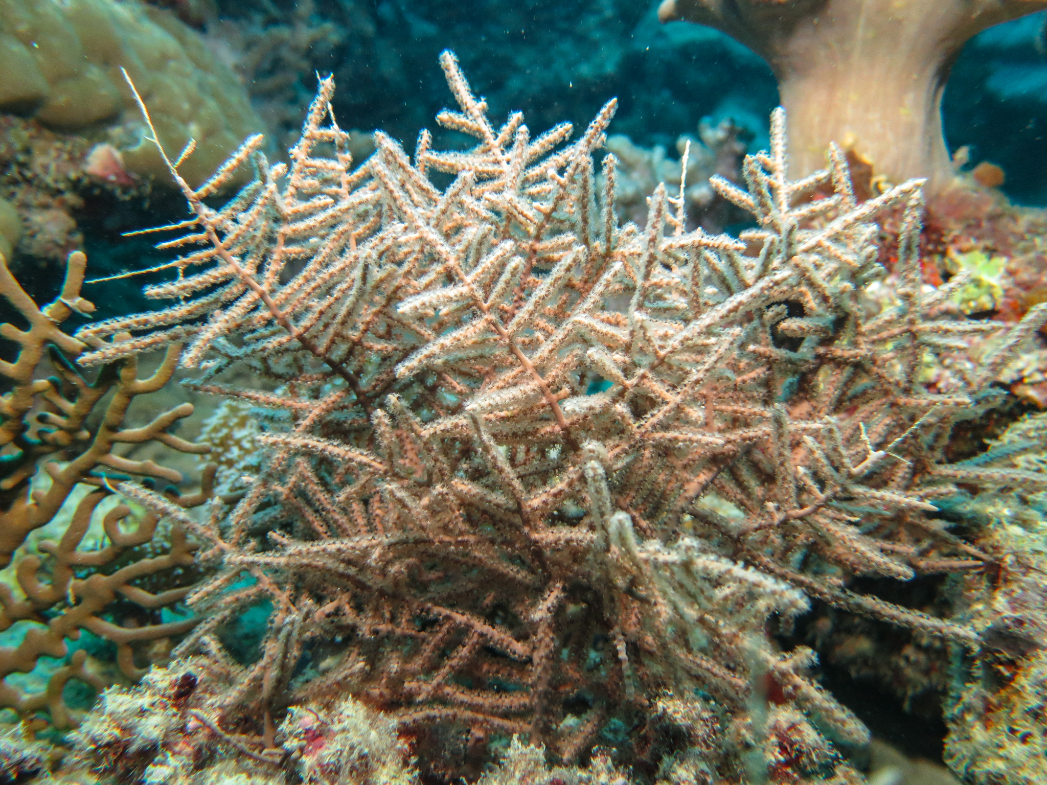 Pinnigorgia flava (Nutting, 1910)