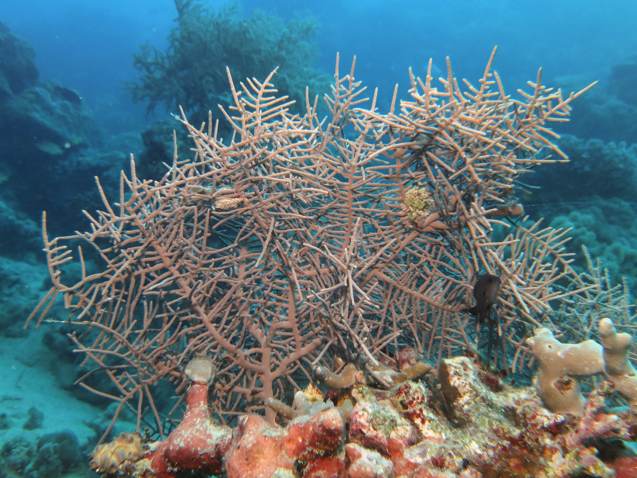 Pinnigorgia flava (Nutting, 1910)