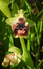 Ophrys umbilicata flavomarginata