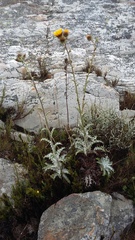 Berkheya francisci