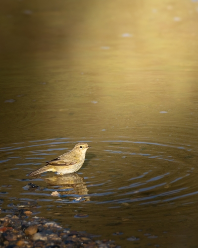 Avistamiento Mosquitero Común