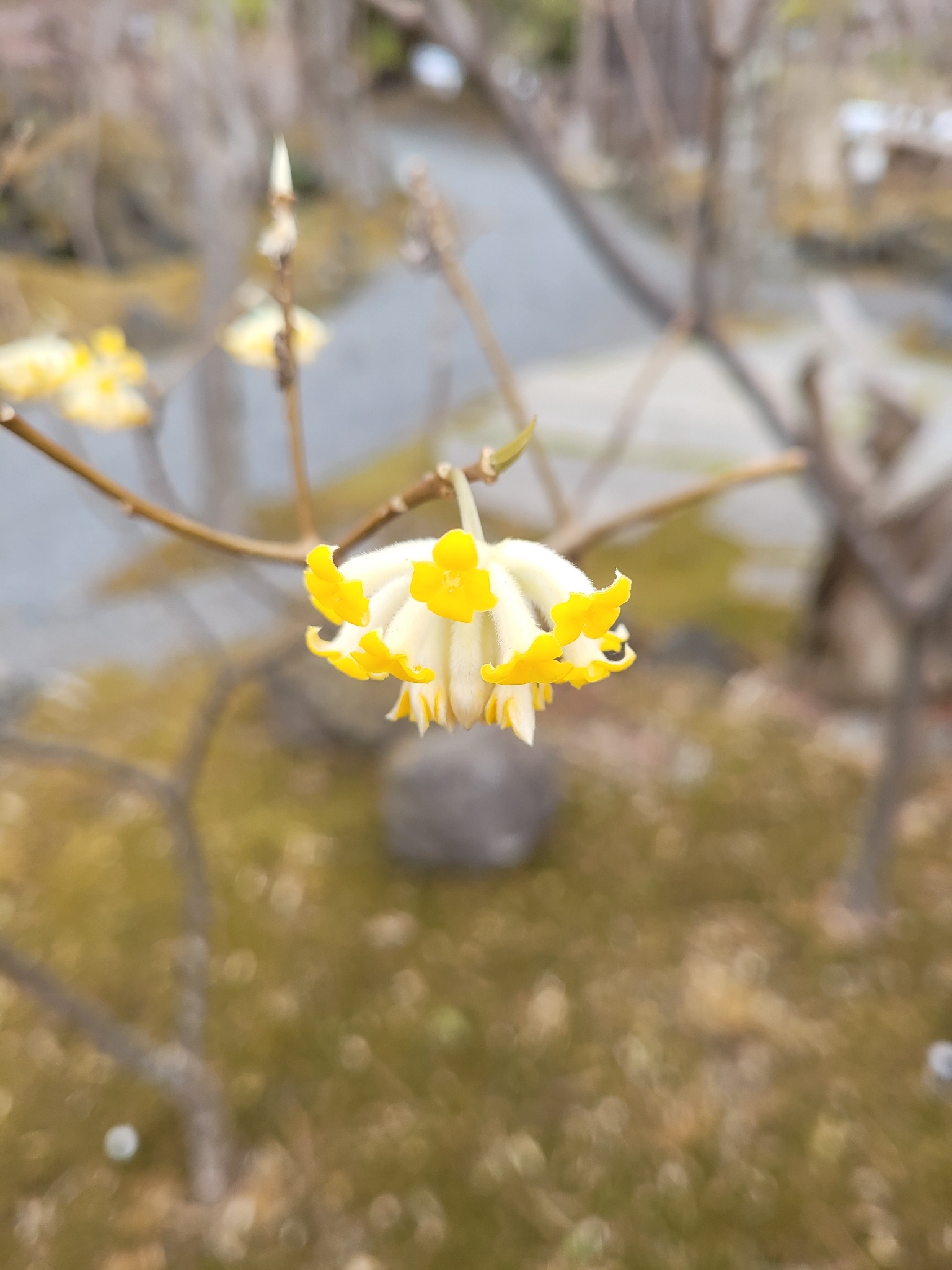 Oriental Paperbush (Edgeworthia chrysantha)