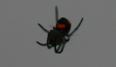 Leucauge