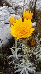 Berkheya francisci