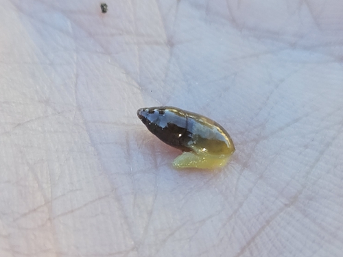 Ferussacia folliculum