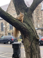 Sciurus niger